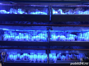 prepelite polare gigant  - imagine 5