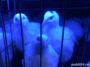 prepelite polare gigant  - imagine 2