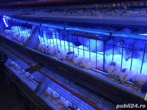 prepelite polare gigant  - imagine 3