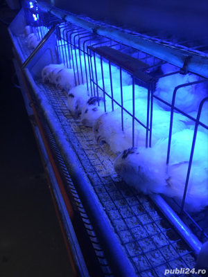 prepelite polare gigant  - imagine 6