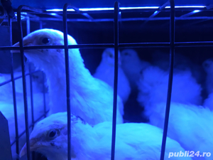 prepelite polare gigant 