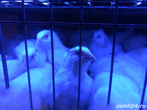 prepelite polare gigant  - imagine 4