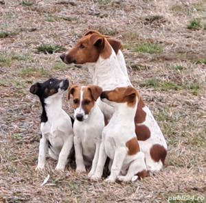 Foxterrier    Fox terrier par neted  - imagine 2 Foxterrier    Fox terrier par neted  - imagine 2