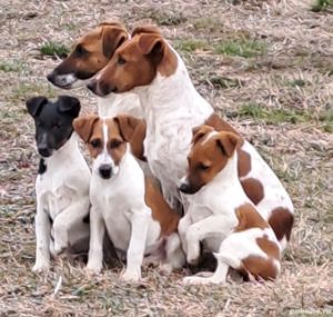 Foxterrier    Fox terrier par neted  - imagine 4 Foxterrier    Fox terrier par neted  - imagine 4