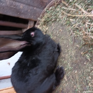 vând iepuri uriaș german