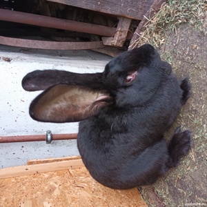 vând iepuri uriaș german - imagine 6