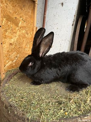 vând iepuri uriaș german - imagine 7