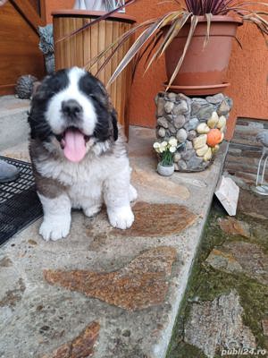 Pui de saint bernard superbi - imagine 1