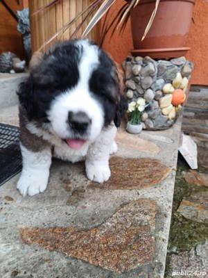 Pui de saint bernard superbi - imagine 2 Pui de saint bernard superbi - imagine 2
