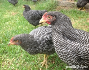 Oua pentru incubat gaini ouatoare ,plymouth australorp,50+25 gratis - imagine 4