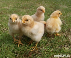 Oua pentru incubat gaini ouatoare ,plymouth australorp,50+25 gratis - imagine 5