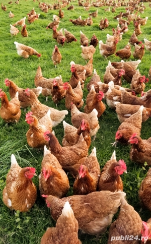 Oua pentru incubat gaini ouatoare ,plymouth australorp,50+25 gratis - imagine 7