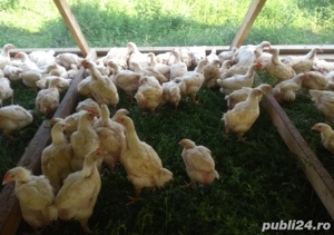 Oua pentru incubat gaini ouatoare ,plymouth australorp,50+25 gratis - imagine 9