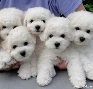 puisori caniche albi