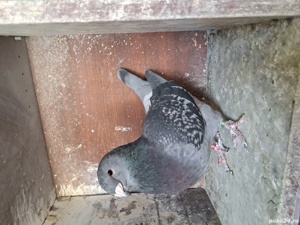 porumbei standard romanesc  - imagine 5