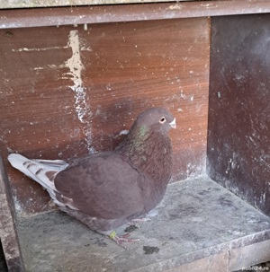 porumbei standard romanesc  - imagine 2