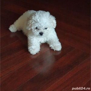 caniche alb talia mica - imagine 2