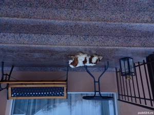 Cavalier King VAND sau SCHIMB - imagine 2