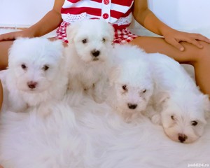 Exemplare deosebite!Bichon maltez superbi rasă pură Super preț!