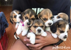 Pui de Beagle Puri, Gata