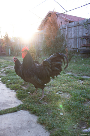 pui din gaini rasa AUSTRALORP 2025 - imagine 2