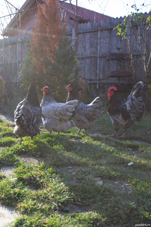 pui din gaini rasa AUSTRALORP 2025 - imagine 3