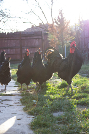 pui din gaini rasa AUSTRALORP 2025 - imagine 4