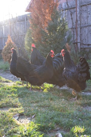 pui din gaini rasa AUSTRALORP 2025 - imagine 6