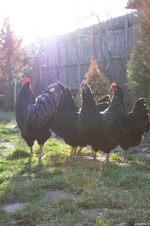 pui din gaini rasa AUSTRALORP 2025 - imagine 5