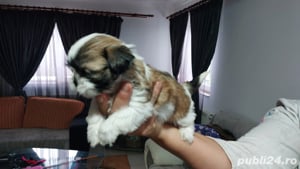 pui shih tzu