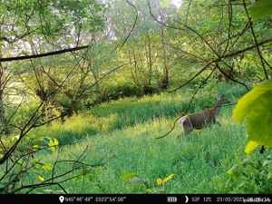 Teren de vanzare la marginea pădurii, aproape de Săliște, jud Sibiu - imagine 5