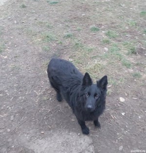 Femelă de lup alsalcian