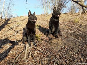 Femelă de lup alsalcian - imagine 3