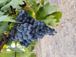 Vin rosu de vanzare (feteasca neagra)