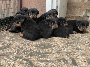 Vand pui Rottweiler cu pedigree  - imagine 7