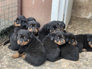 Vand pui Rottweiler cu pedigree  - imagine 5