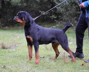 Vand pui Rottweiler cu pedigree  - imagine 3