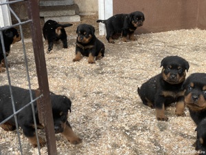 Vand pui Rottweiler cu pedigree  - imagine 6