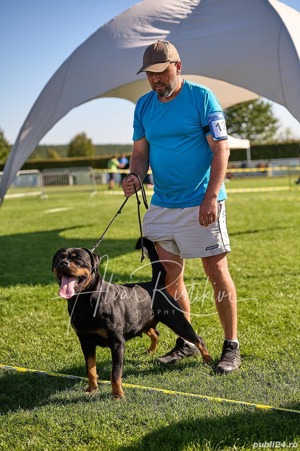 Vand pui Rottweiler cu pedigree  - imagine 4