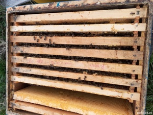 Stupină autorizata - imagine 2