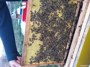 Stupină autorizata - imagine 4