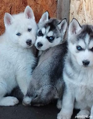 Vand pui de husky  - imagine 2