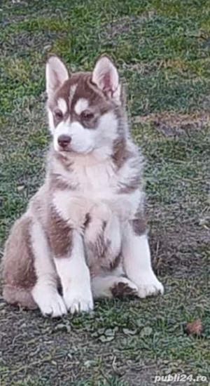 Vand pui de husky  - imagine 3