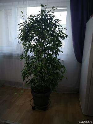 Vând ficus 2 bucăți - imagine 3