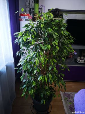 Vând ficus 2 bucăți - imagine 4