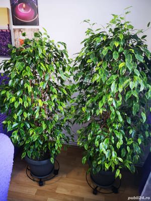 Vând ficus 2 bucăți - imagine 2