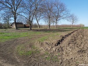 Vând teren intravilan in Peregul Mic.loc de casa.relaxare.apicultură. - imagine 3