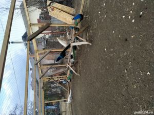 vand pauni albastri si umar negru - imagine 4 vand pauni albastri si umar negru - imagine 4