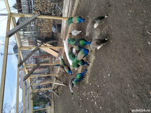 vand pauni albastri si umar negru