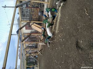 vand pauni albastri si umar negru - imagine 2 vand pauni albastri si umar negru - imagine 2